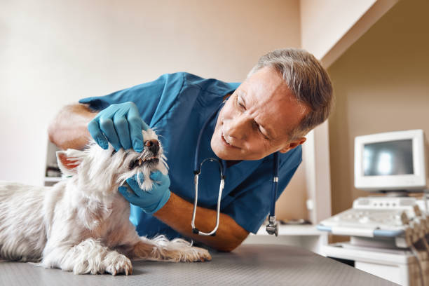 Best Emergency TMJ Treatment in Wolfe City, TX